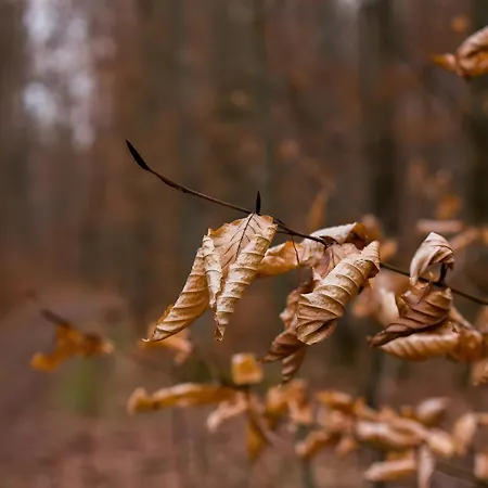 Haas Διαμέρισμα