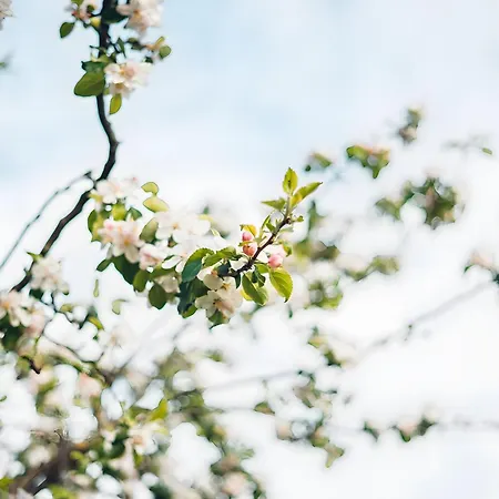 Haas Διαμέρισμα *