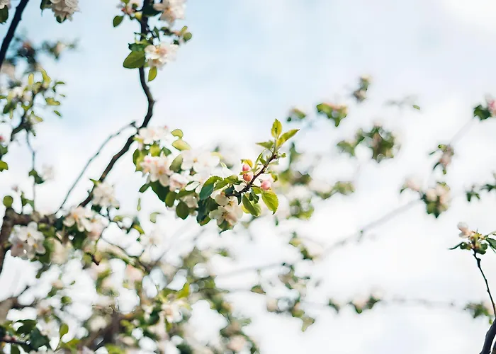 Haas Appartement Lauda-Königshofen